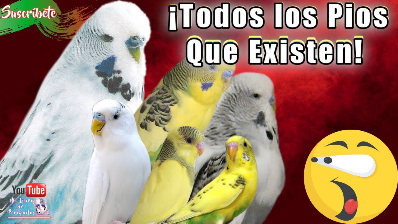 ¿Sabes Cuántos Periquitos Pios Existen?  🤔 Aquí te lo digo 😱