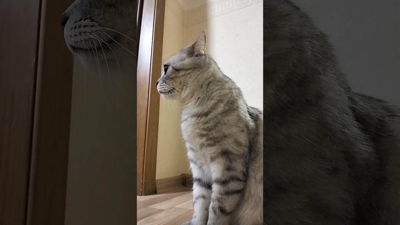 Истерика #юмор #веселыекоты #кот #прикольныекоты #cat #видосыоткота #котики #прикол #смех #смешно