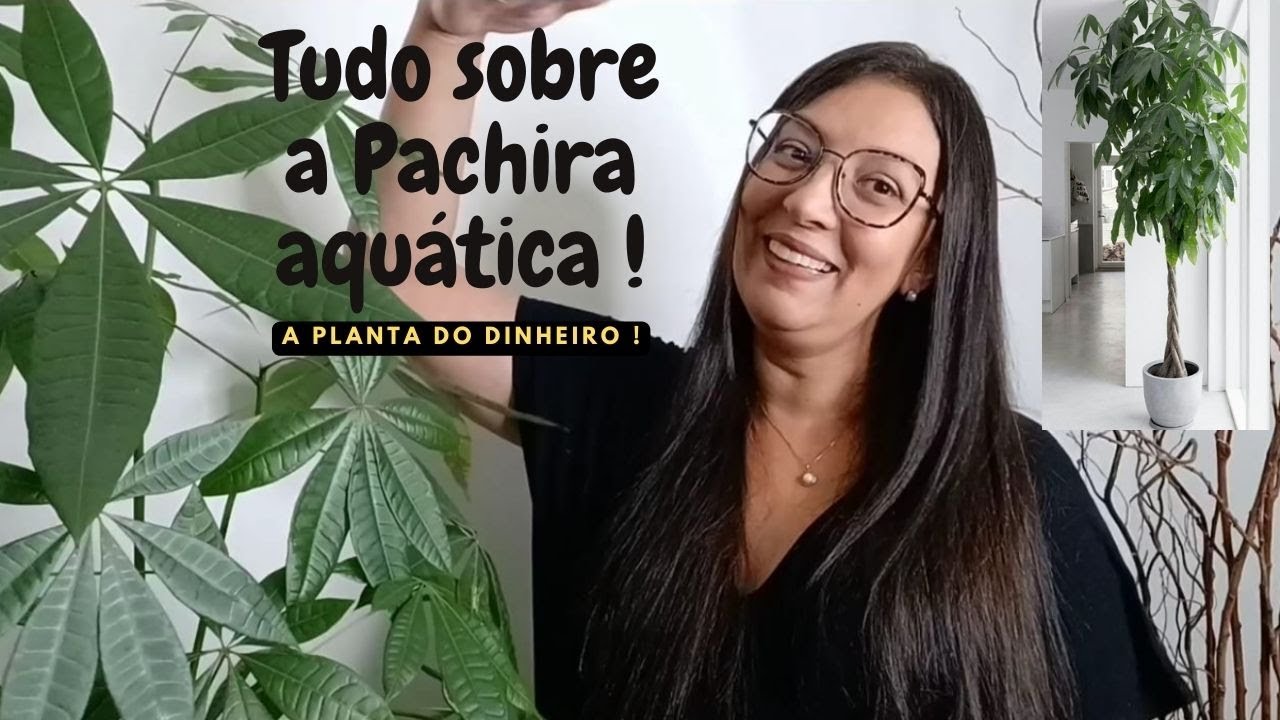 Como cuidar da Pachira aquática !