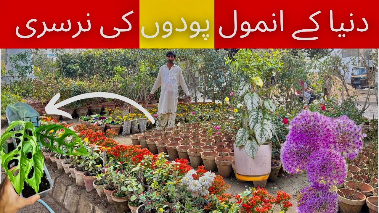 Karachi plants new shipment wholesale cheapest price nursery in 2026 best wholesale price nursery 