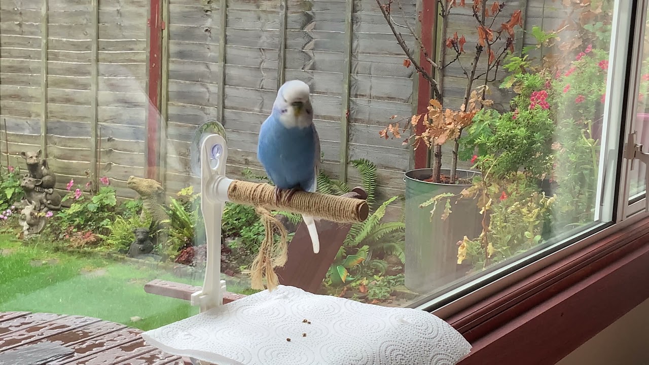 Budgie Boo, window talking