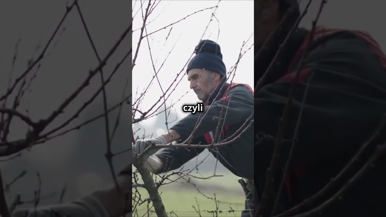 KIEDY PRZYCINAĆ DRZEWKA OWOCOWE  🌳🍎