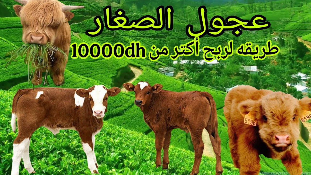مشروع تربية العجول الصغار طريقة الصحيحة لربح أفضل مشروع حاليا