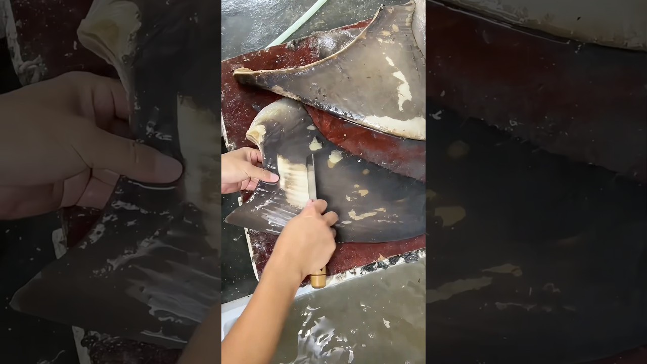 Processing shark fin: A precious ingredient with a long history