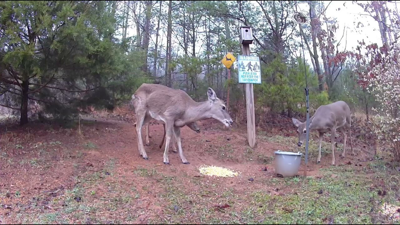 Deer. 3/9/26.
