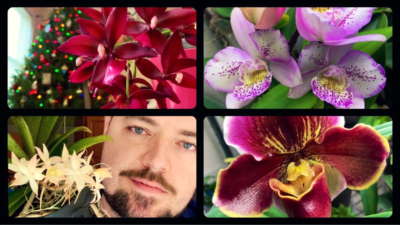 What’s in bloom - Orchid Collection Update!