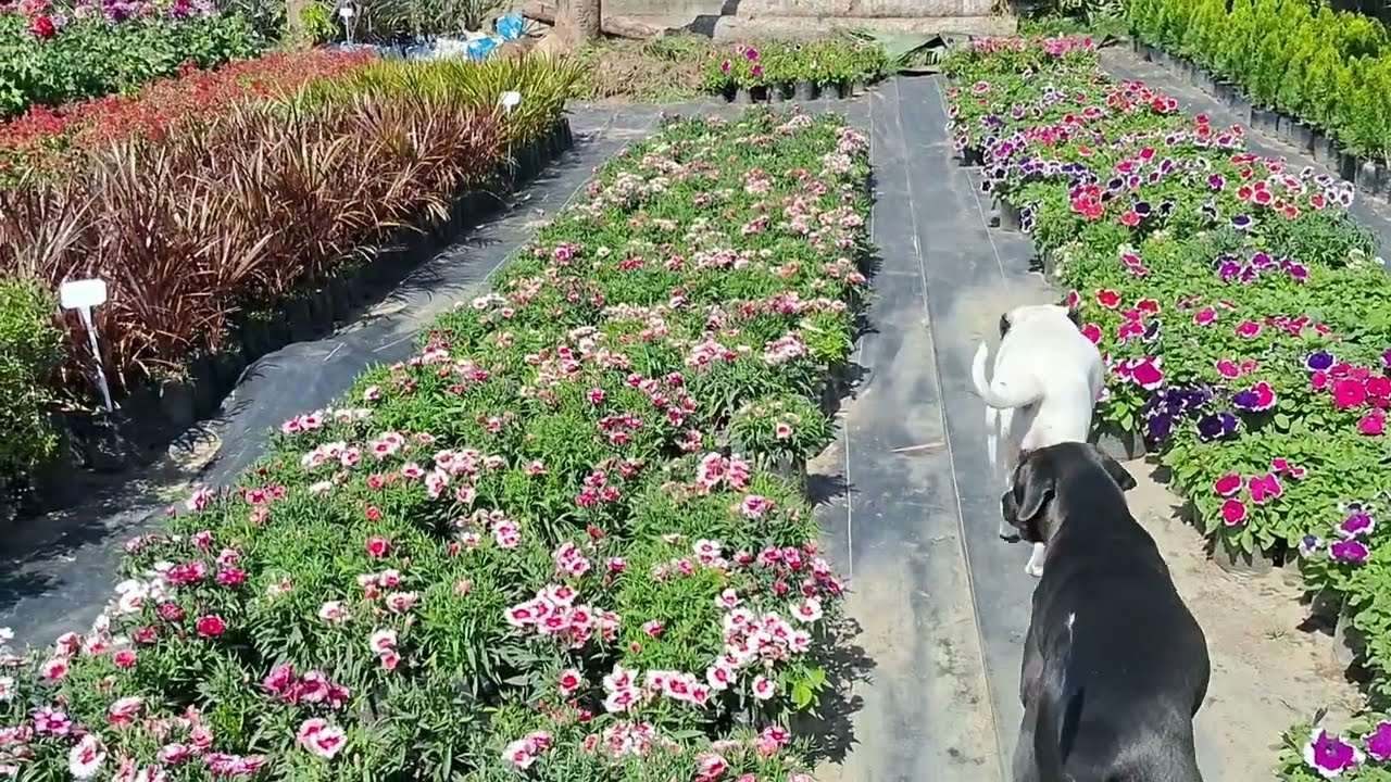 #24 Vlog ,Nandan kanan Nursery visit⚘️🌹🥀🌺🌻🌼🥀