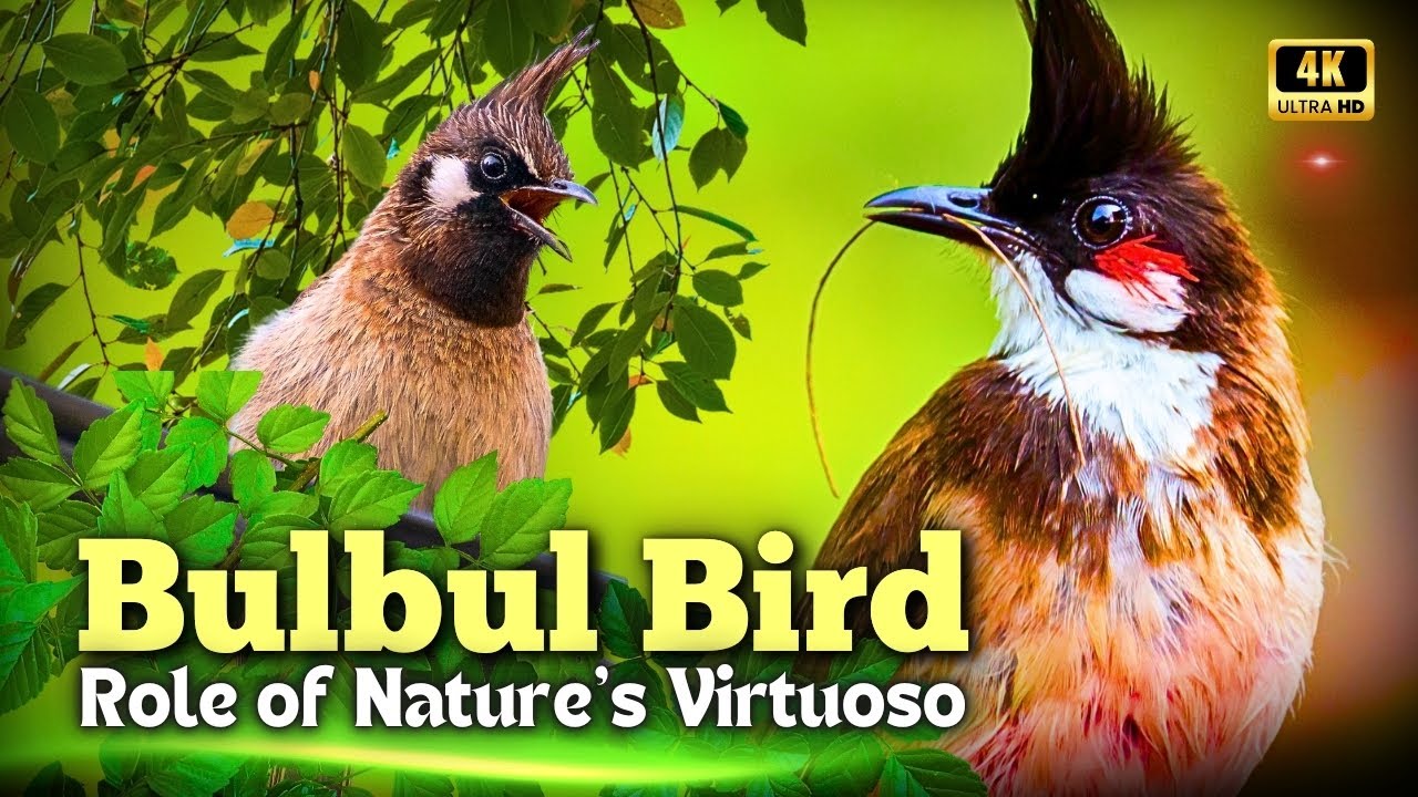 Bulbul Bird Documentary | Role of Nature's Virtuoso  | Creative Nature