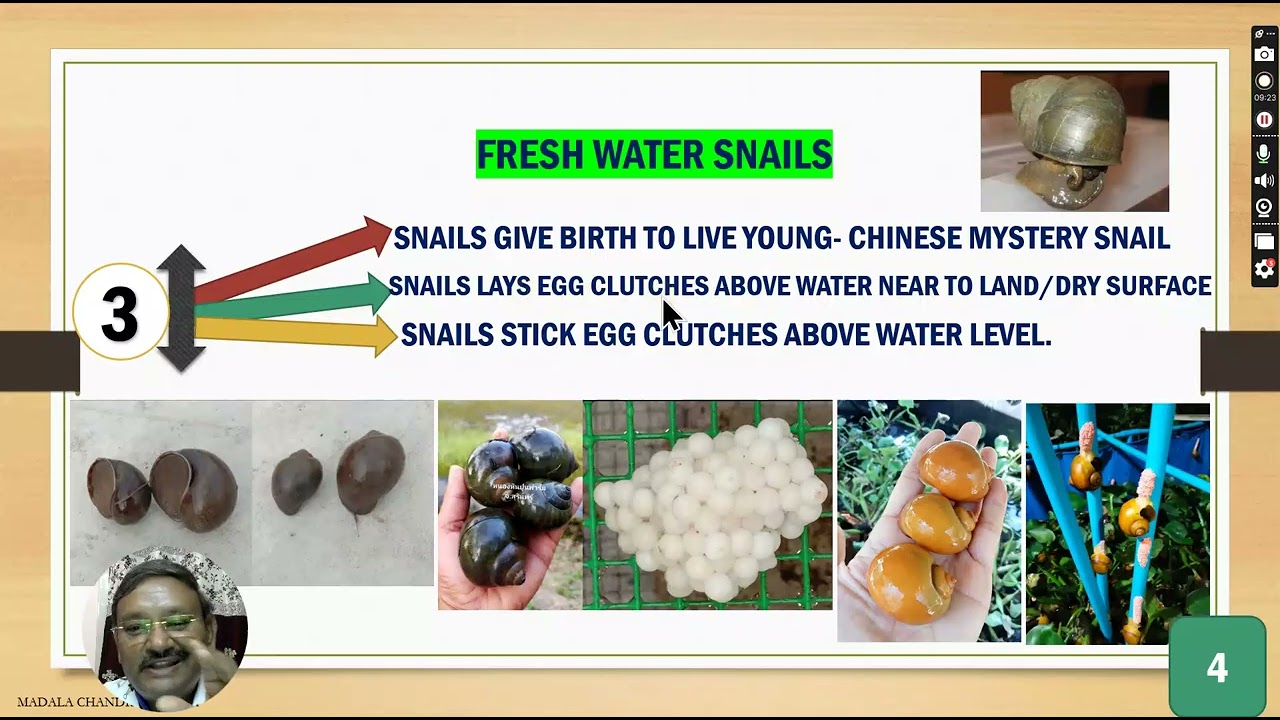 Golden Apple Snail Farming, Complete Video