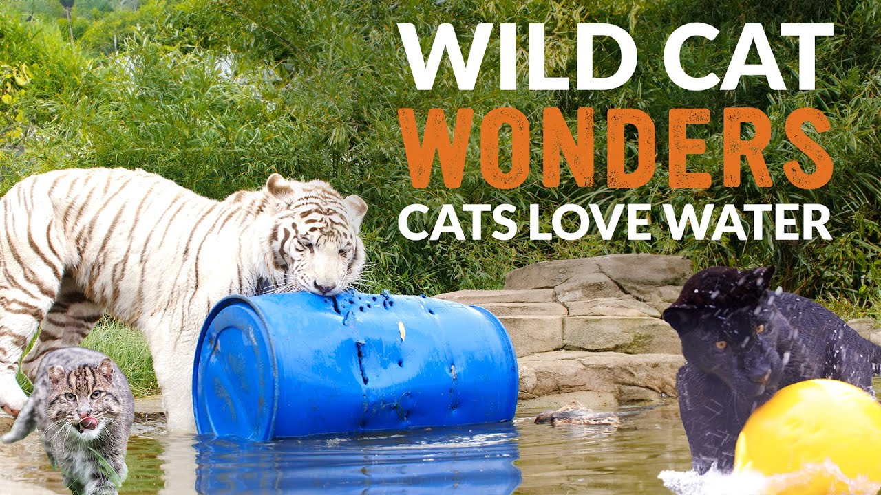 Cats LOVE Water! | Wild Cat Wonders | Episode 5