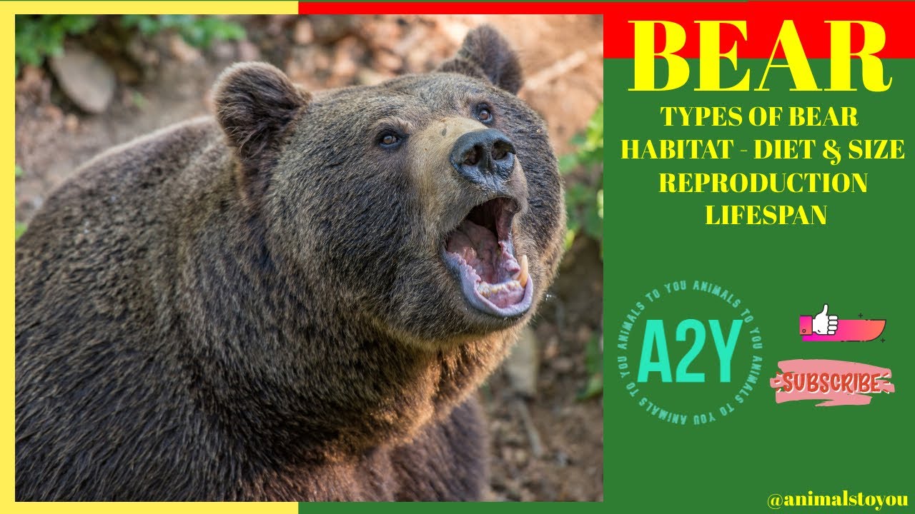 Bear - Types of bear, habitat, size, diet, reproduction & lifespan