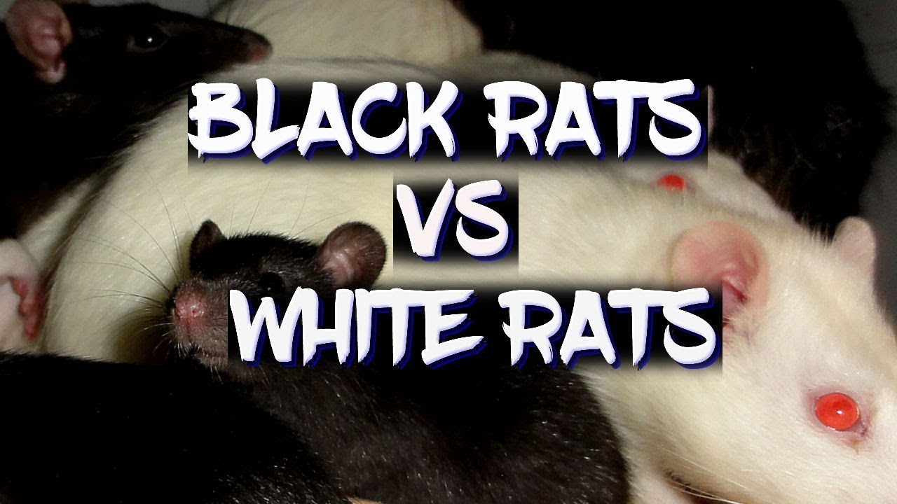 There's a huge difference between black and white rats!