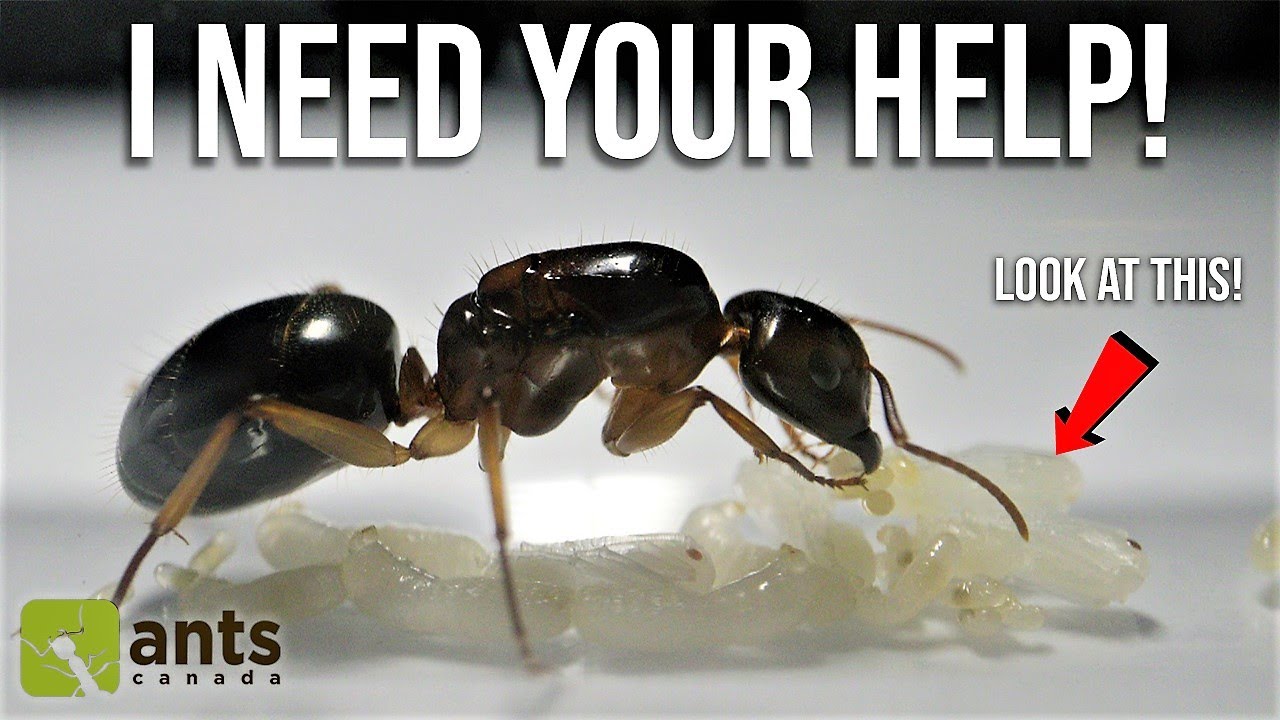 Discovering The Truth About My Pet Queen Ants | Day 39