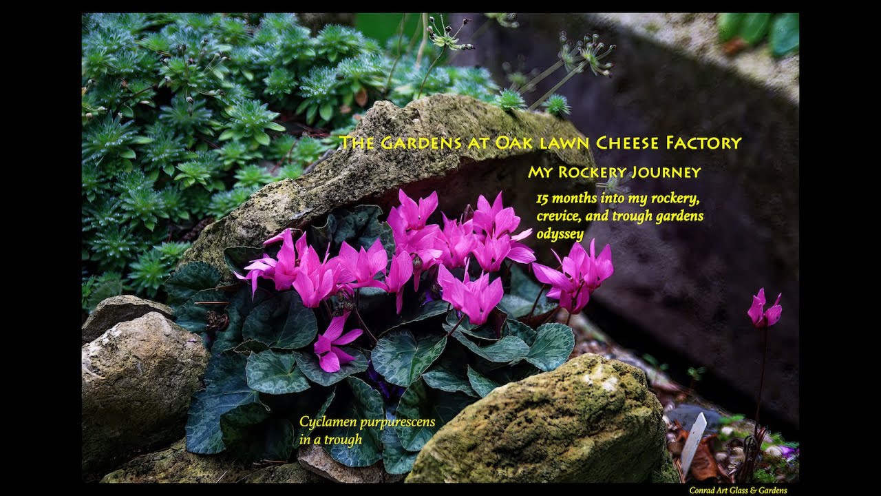 The Gardens at Oak Lawn Cheese Factory: 15 months on a rock garden odyssey