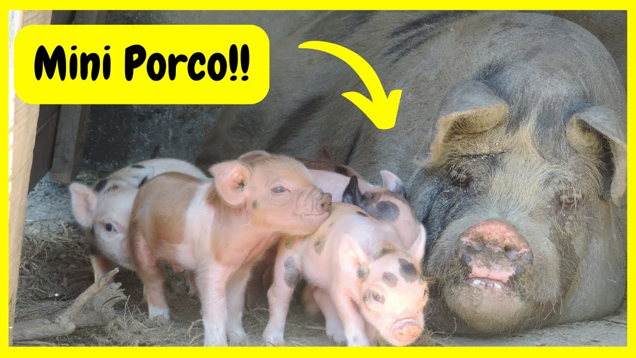 Nasceram Leitões de Mini Porco - Nossa Criação Caseira de Porcos Caipiras | Gutejando