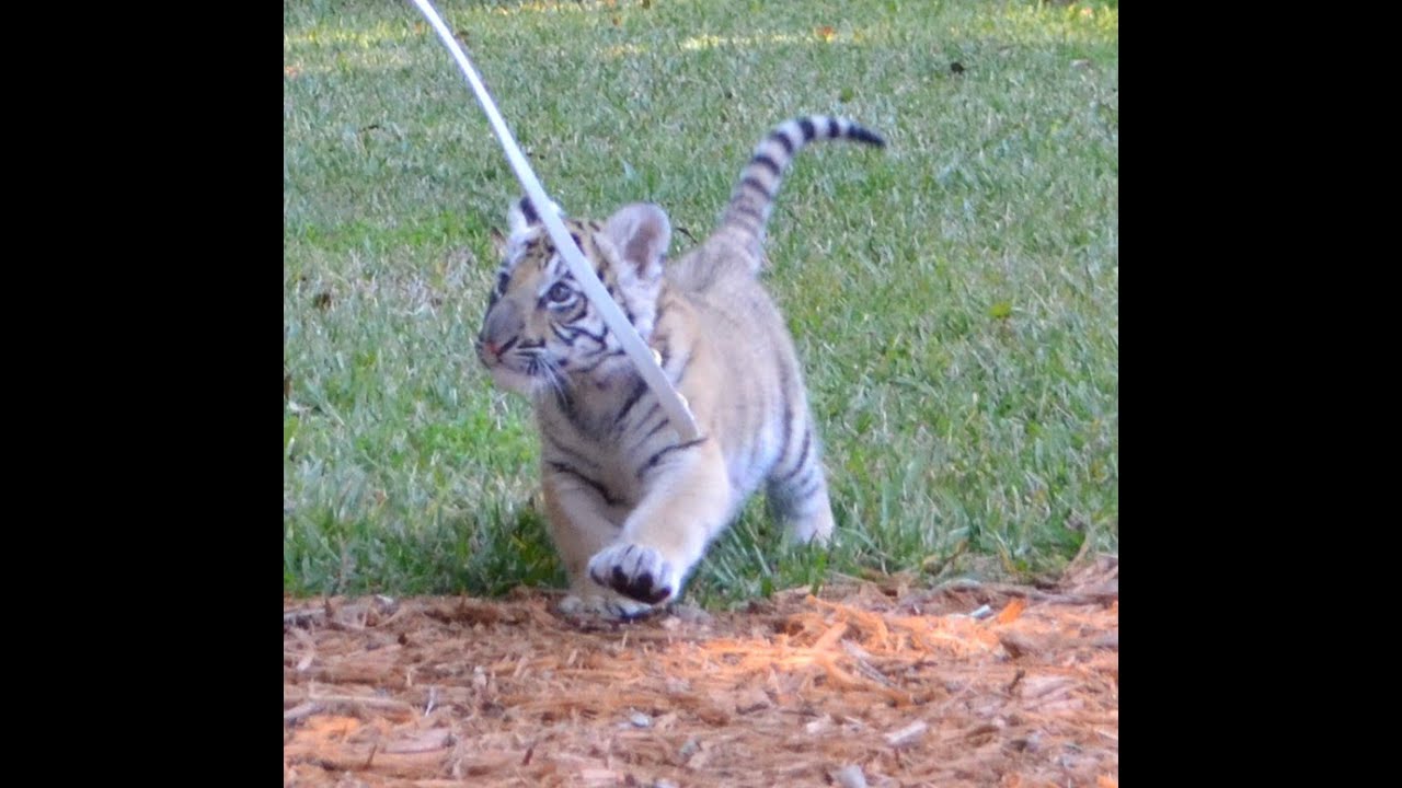 Cute Tiger Cub Prancing