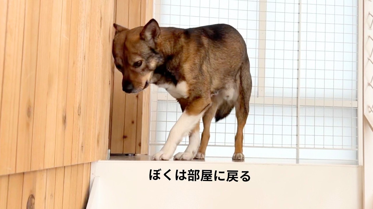 気分が乗らないのでママの誘いをお断りするチャーリー