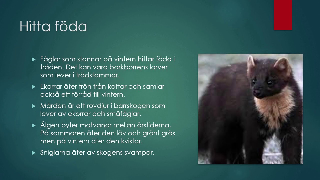 Anpassningar i naturen