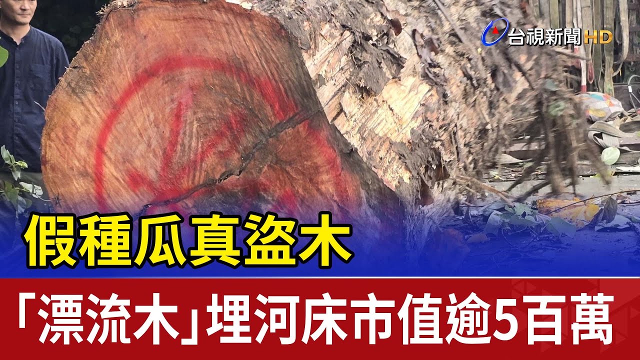 假種瓜真盜木 「漂流木」埋河床市值逾5百萬