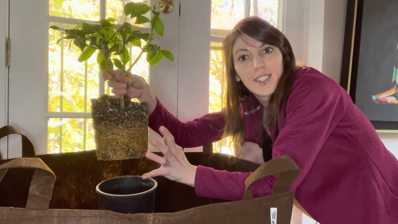 HOW TO TRANSPLANT A TREE - ROOT POUCH 65 Gallon PLANT BAG 65 GALLON PLANT POT - EXTRA LARGE TREE POT
