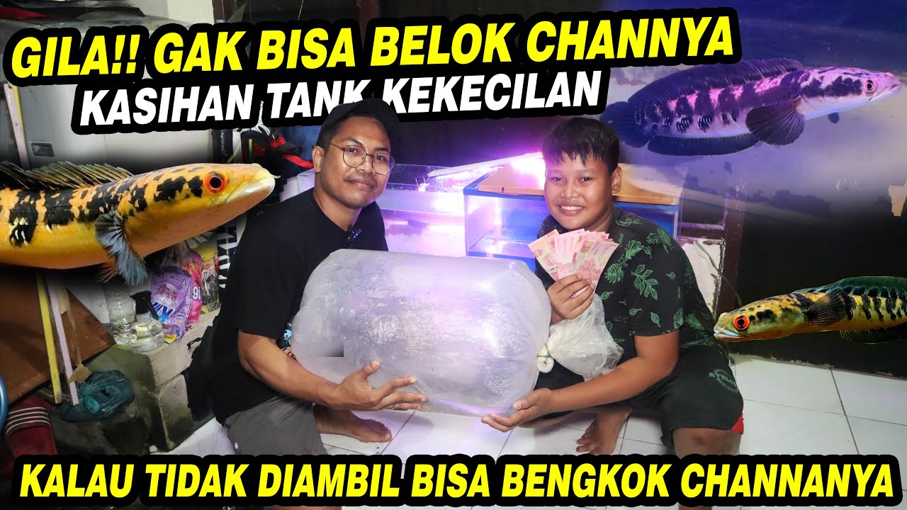 GILA !!! BOCIL TELFON MINTA CHANNA JUMBONYA  DI EVAKUASI OLEH BOS BOS QU