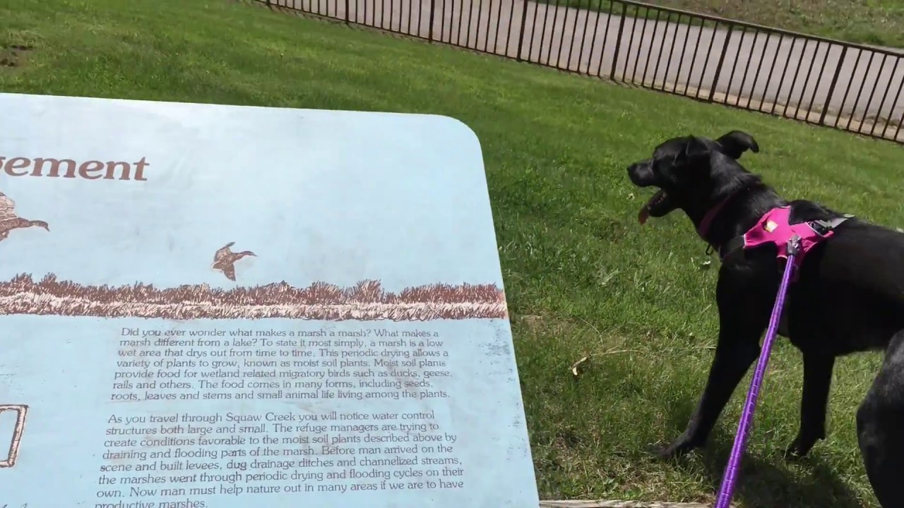 Daytrip to Squaw Creek National Wildlife Refuge (Loess Bluffs)