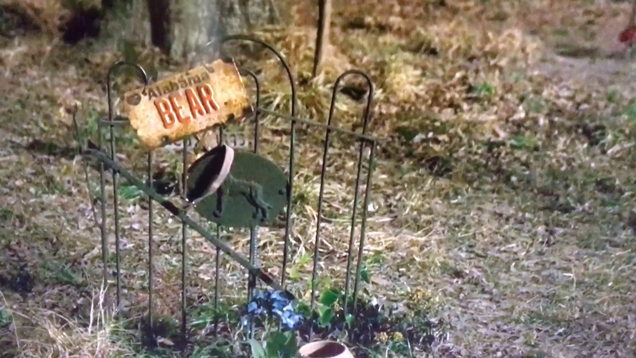 Sweet Home Alabama Sad Dog Scene