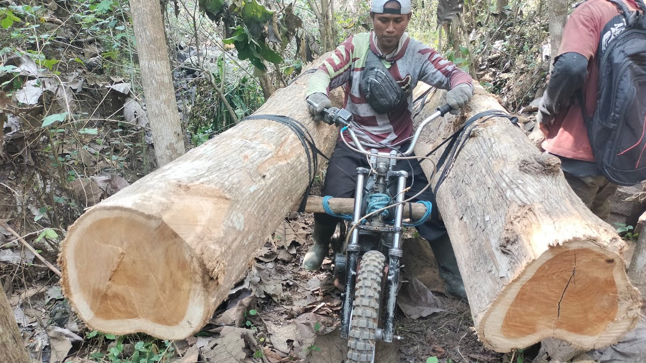 Ojek palang kayu jati Blitar terbaru paling ekstrim dan paling nekat di dunia