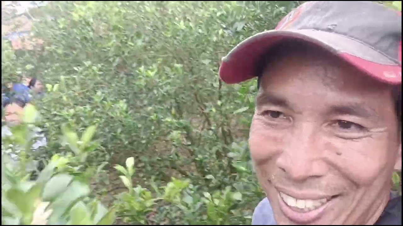 SIKSIKAN ANG BULAKLAK NG CALAMANSI KAHIT MABUNGA