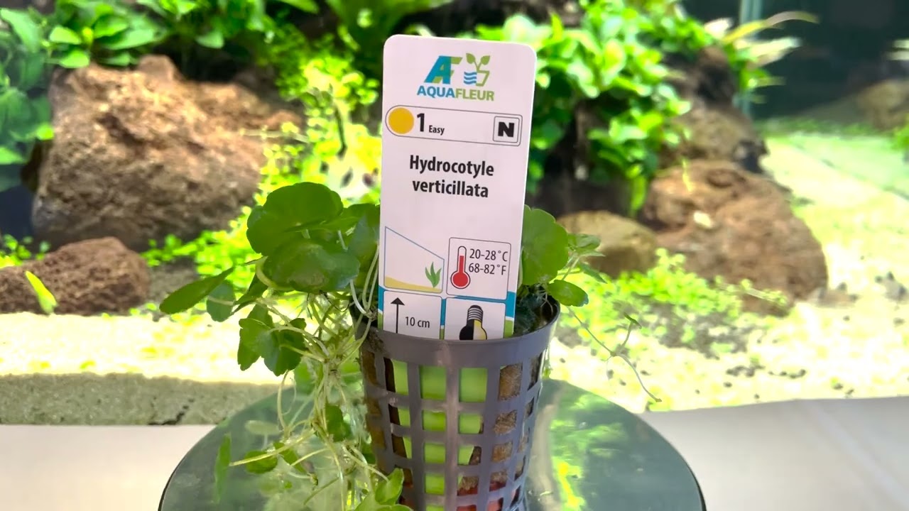 Hydrocotyle verticillata at AquaFleur International