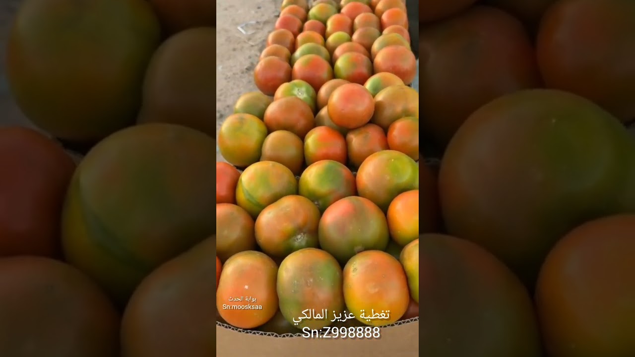 ‏تغطية سوق الخميس الشعبي ‏بصيادة ⁧‫بني مالك‬⁩ ‏ليوم الخميس ٢ رمضان ١٤٤٧هـ الموافق ١٩ فبراير ٢٠٢٦م