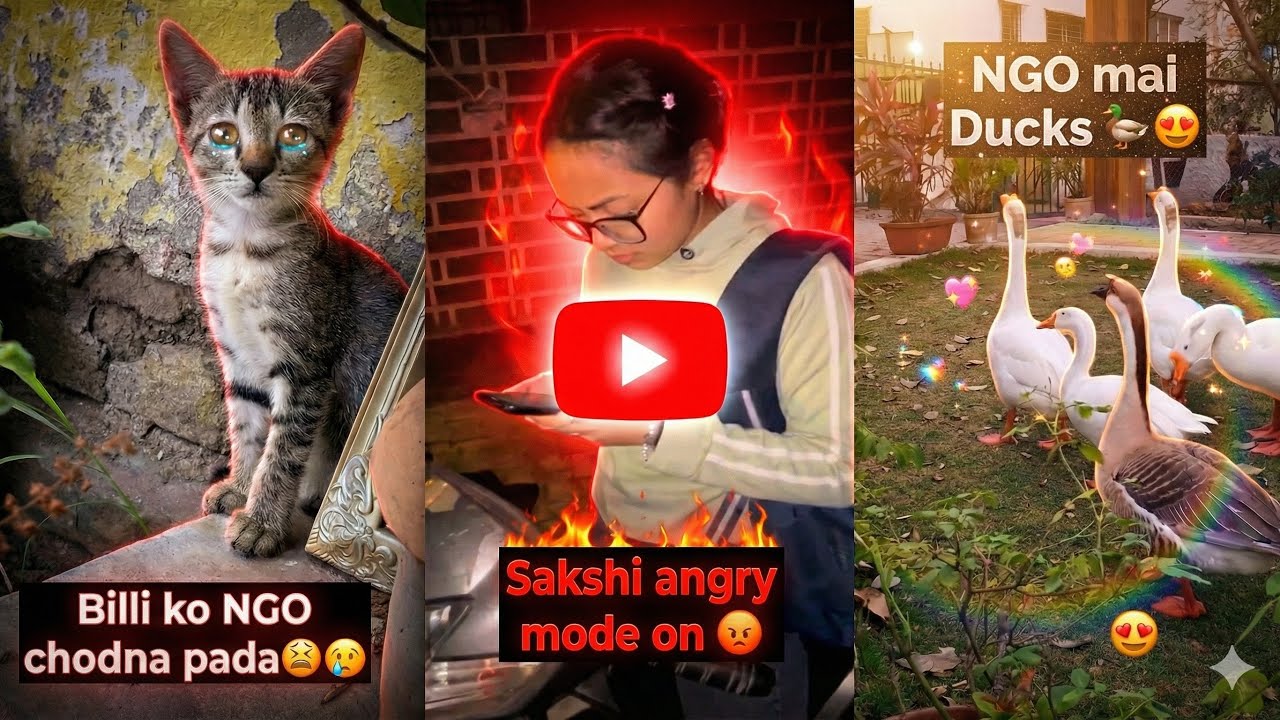 Billy ko Shelter bhejna Pada 😞🐈| Cute Ducks 🦆😍