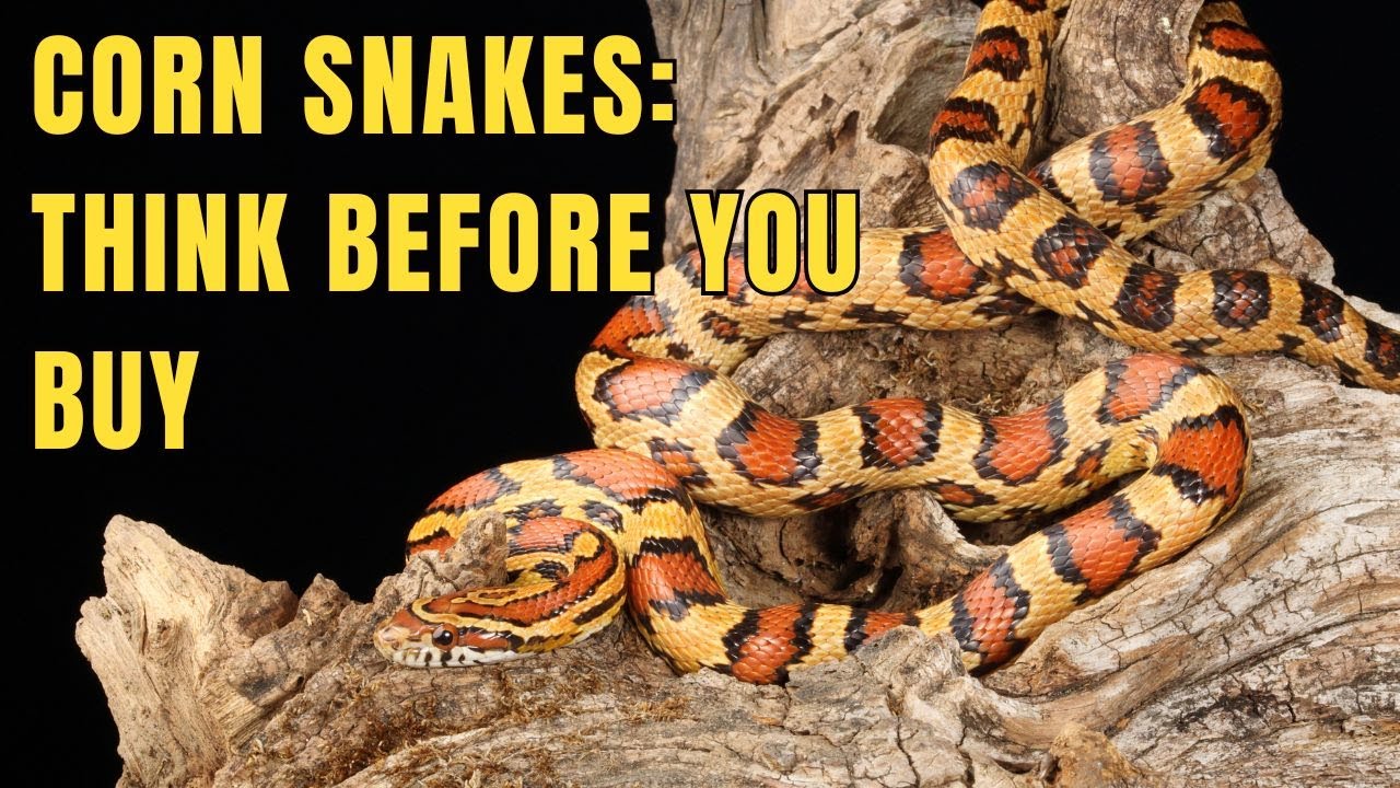 Are Corn Snakes the Best Pet for Beginners?