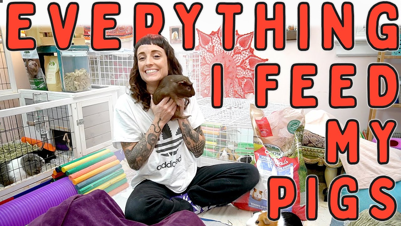 My Guinea Pigs Food : Everything They Eat
