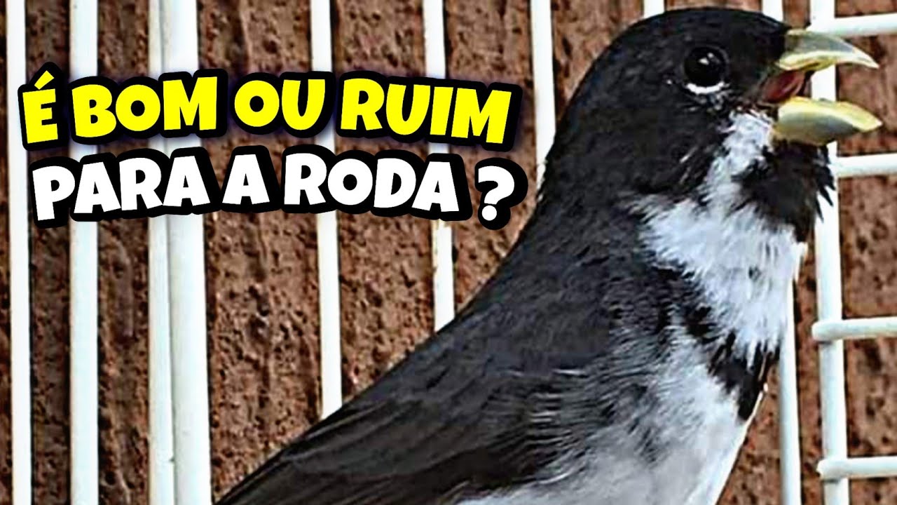 VOC&Ecirc; PODE PASSEAR COM O SEU COLEIRO DE RODA ? BOM OU RUIM ?