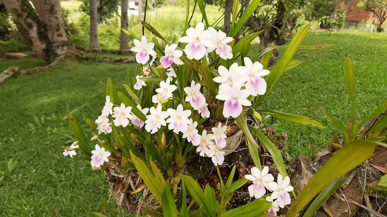 orquídea nativa do Brasil miltonia regnellii  (Native orchids)