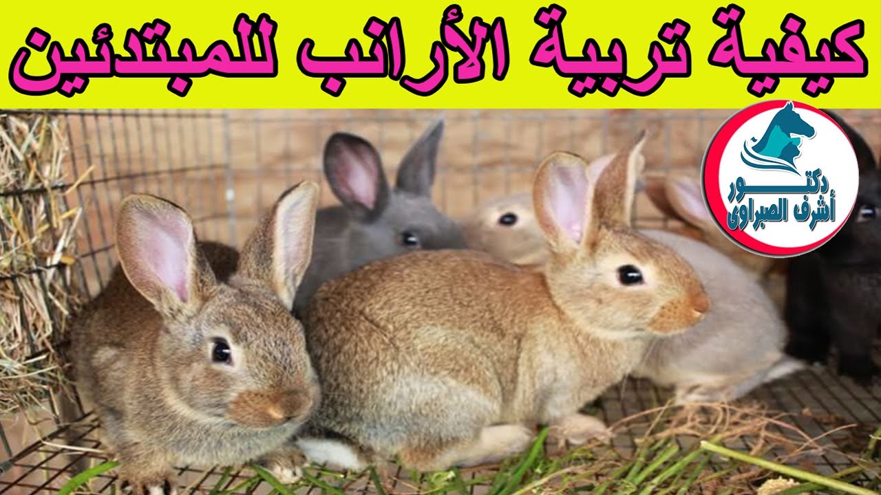 كيفية تربية الأرانب للمبتدئين.. اختيار الأرانب, طريقة التربية في المنزل وأفضل انواع الأرانب والتغذية
