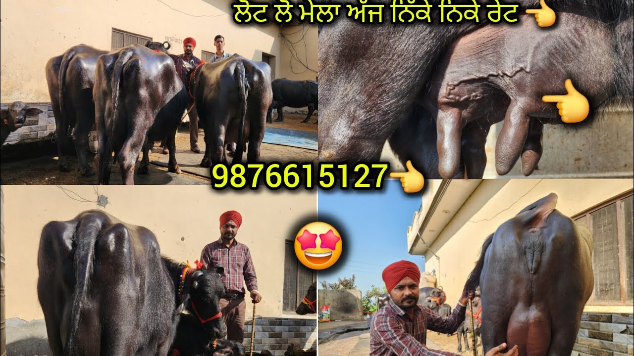 7ਫਰਬਰੀ 2026,9876615127👈ਅੱਜ ਆਪਣੇ ਕੋਲ ਟੋਪ ਕਲਾਸ ਦੀਆਂ ਝੋਟੀਆਂ 👈ਨਿਕੇ ਨਿਕੇ ਰੇਟ ਲੋਟ ਲੋ ਮੇਲਾ 👈