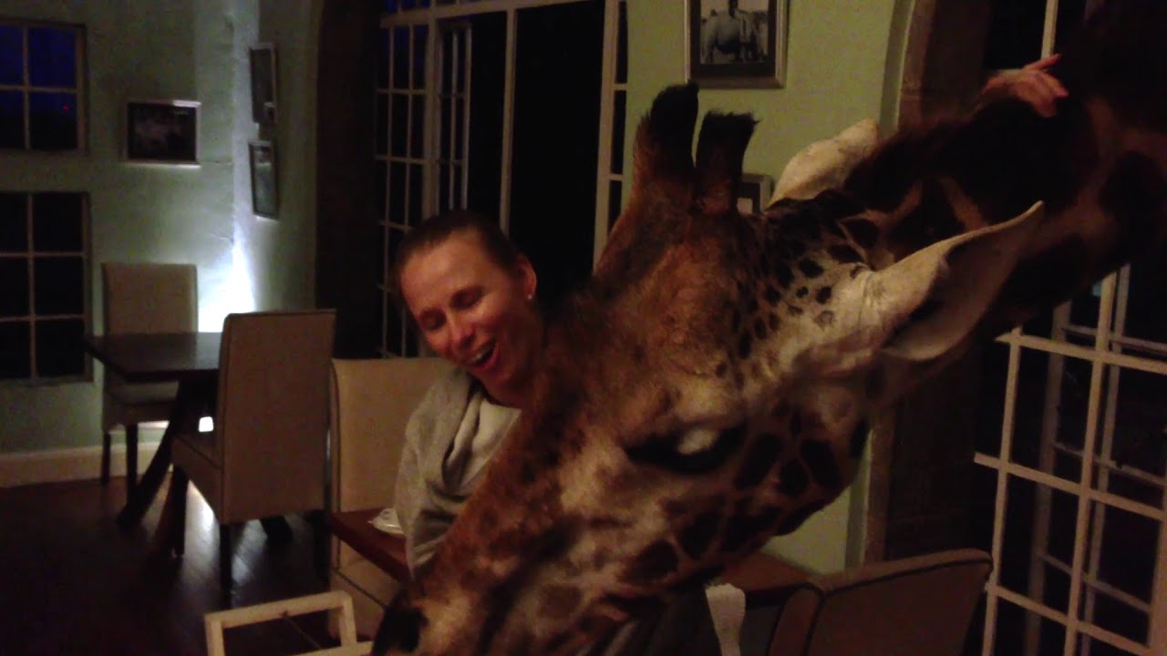 Feeding giraffes at Giraffe Manor, Kenya