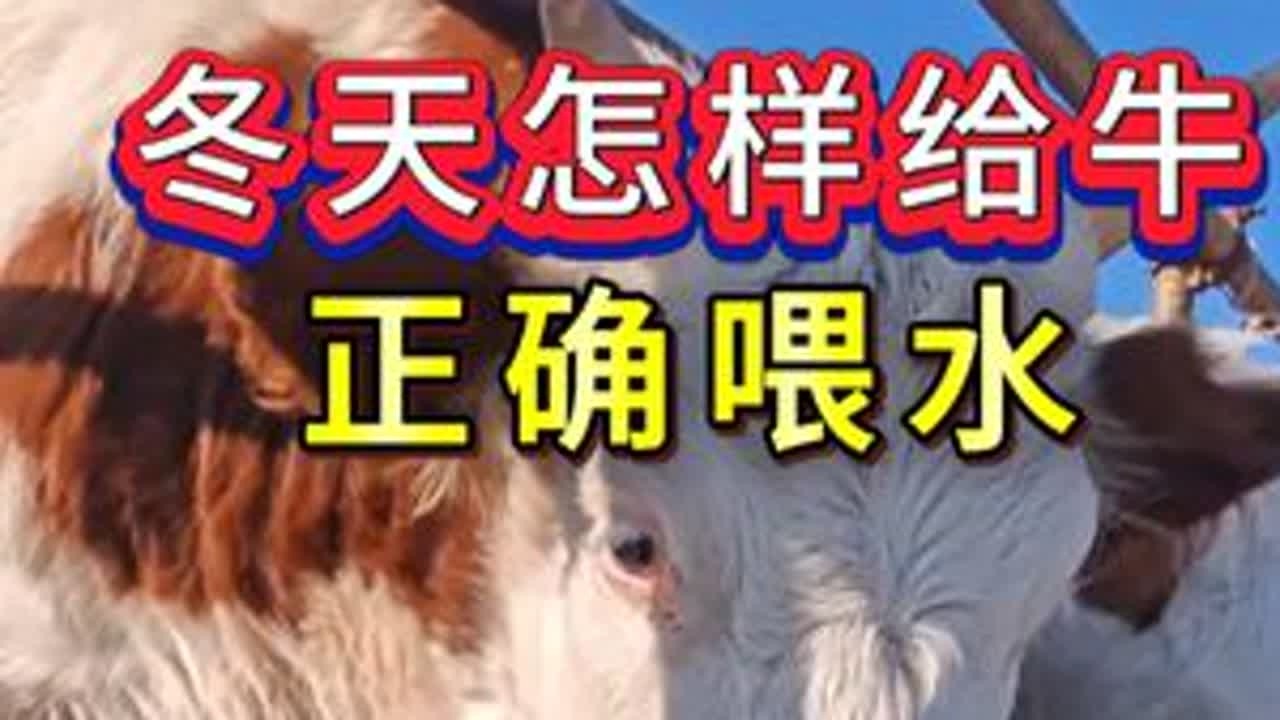 #养牛#牛羊养殖#新手养牛#养牛人