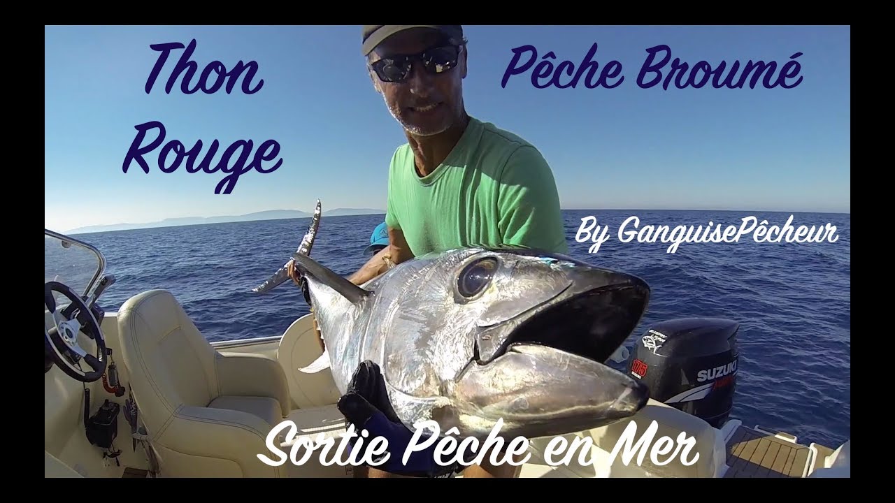 Thon Broum&eacute;  Bluefin Leucate M&eacute;diterran&eacute;e