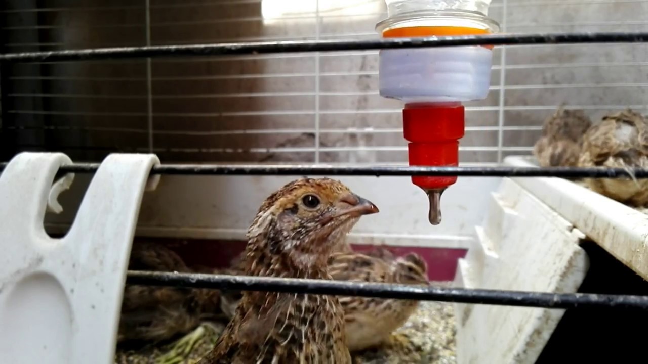 Bebedero para codornices, gallinas, pavos y otras aves