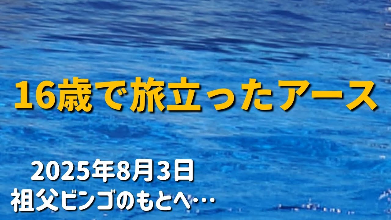リンの事を大切にしてくれてありがとう   名古屋港水族館