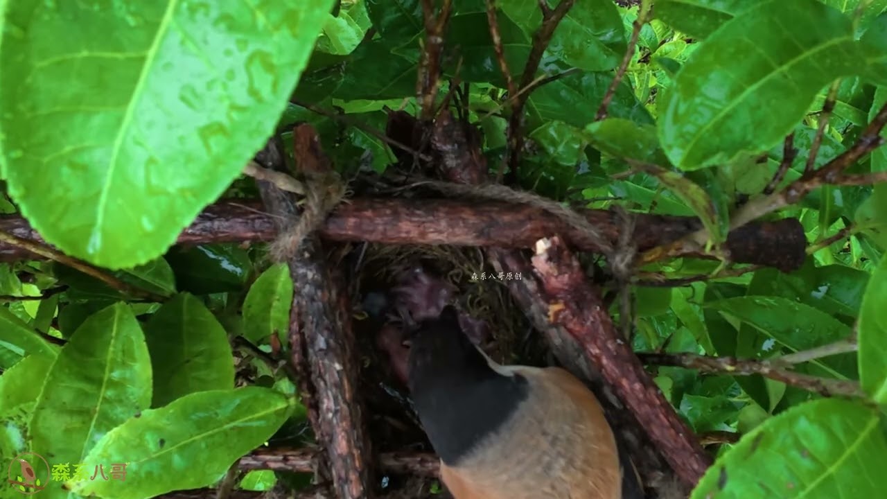 The cuckoo is like a bulldozer, pushing everything.But the little bird is slowly growing up.