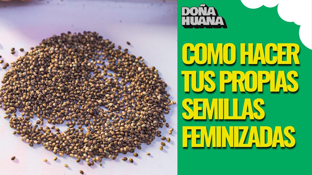 &iquest;C&Oacute;MO HACER MAS DE 500 SEMILLAS FEMINIZADAS?