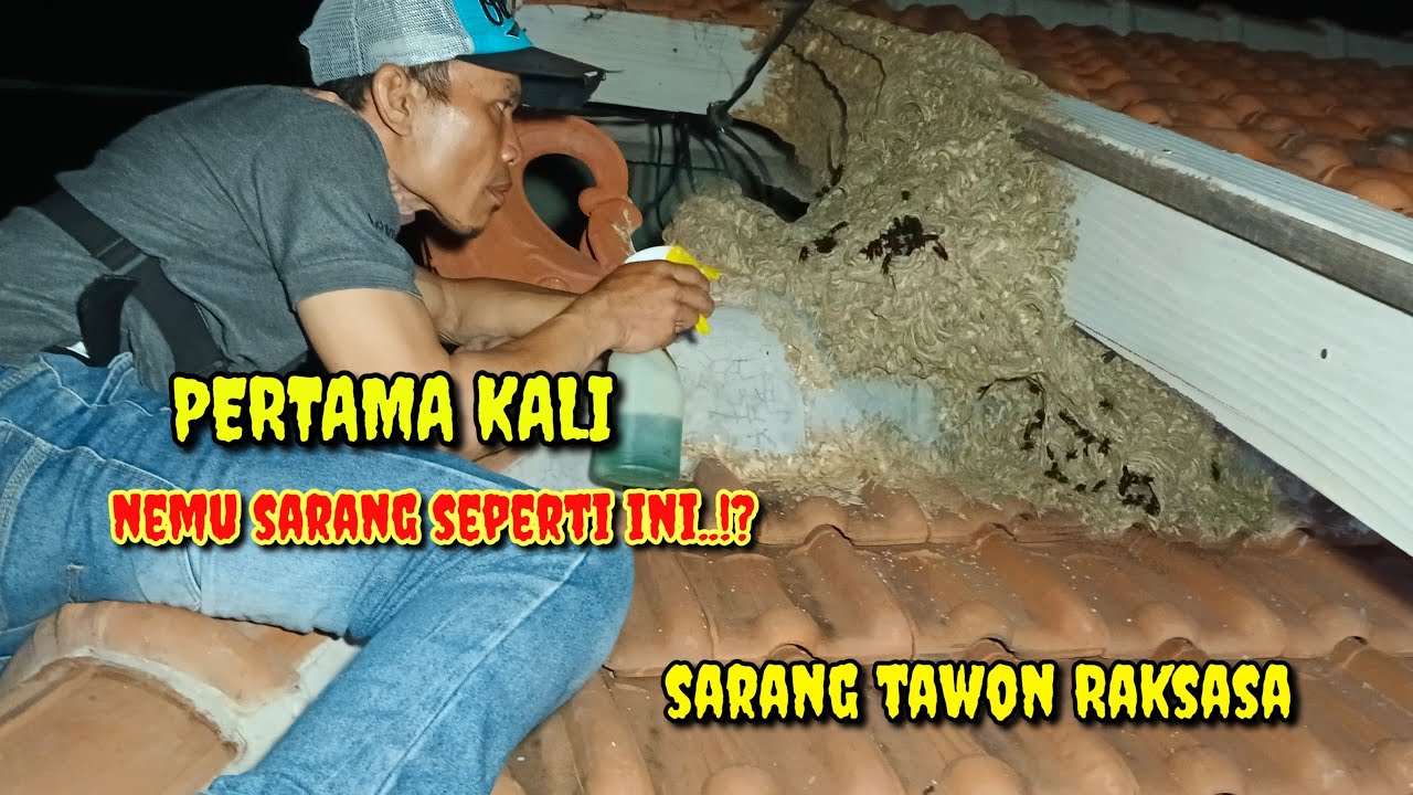 NYAWA TARUHANNYA,, KETIKA MENGHADAPI SARANG SEPERTI INI//APA YANG TERJADI..!??