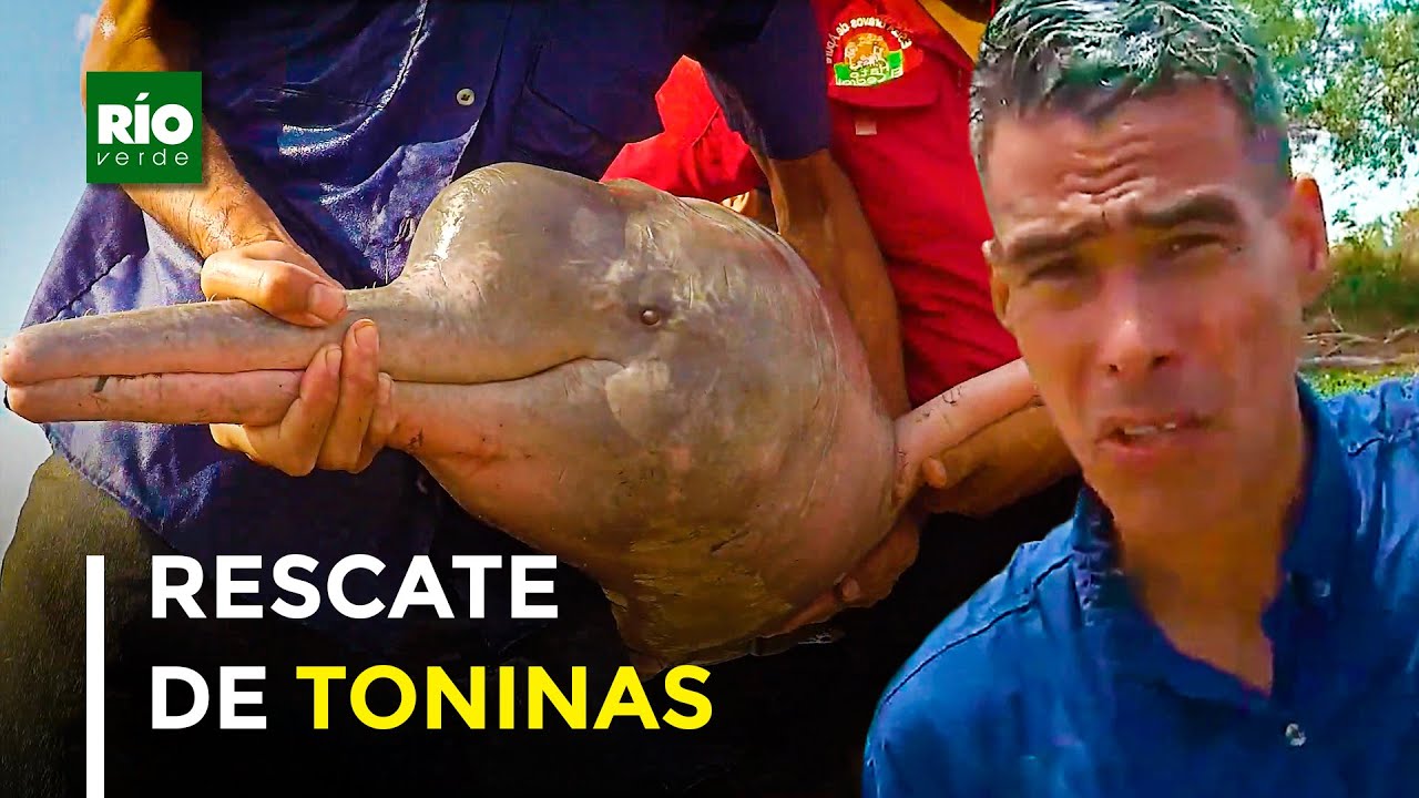 Rescate de toninas en el Hato El Cedral
