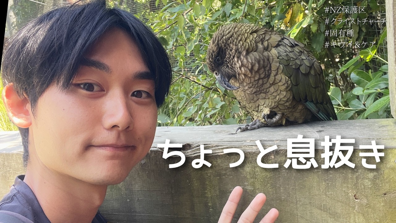 NZの固有種に会いに行く。キウイとケアの鳴き声が意外だった。