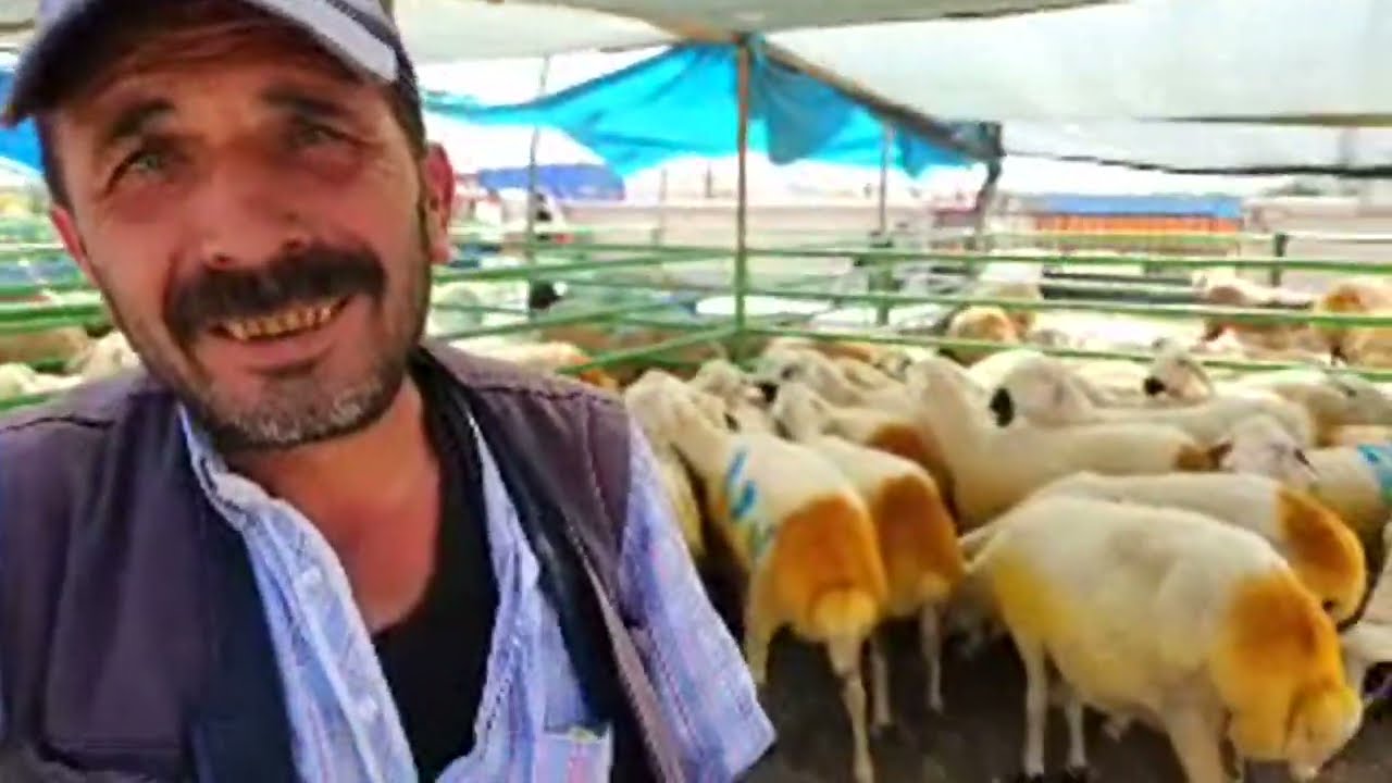 KULU HAYVAN PAZARI KURBANLIK ÇOK