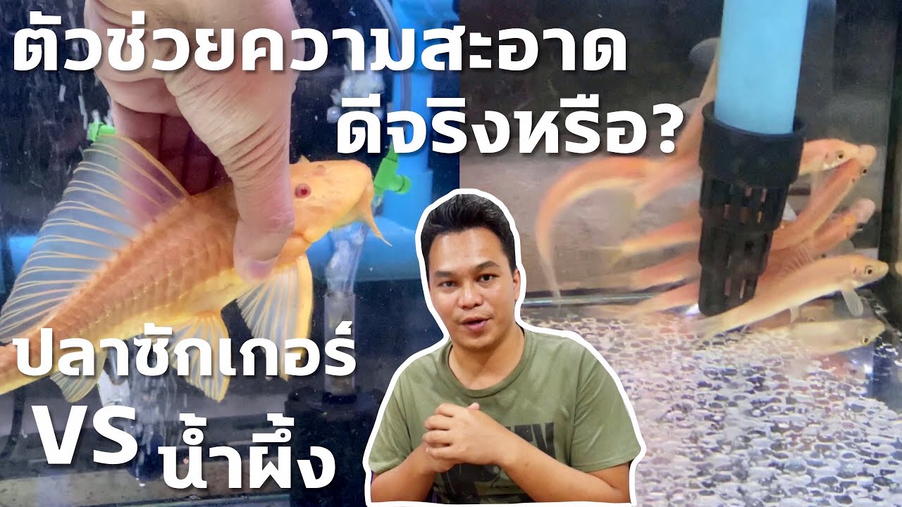 ตัวช่วยทำความสะอาดตู้ปลาจริงหรือ | ปลาซักเกอร์ vs ปลาน้ำผึ้ง | ฮัลโหลพาเพลิน EP.12